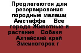 Предлагаются для резервирования породные малаши Амстаффа  - Все города Животные и растения » Собаки   . Алтайский край,Змеиногорск г.